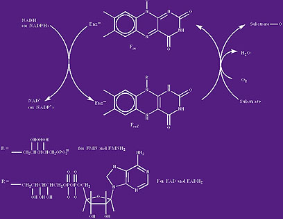 Oxygenation cycle for flavin monooxygenases