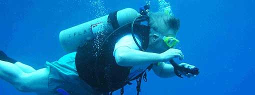 Dolphin SCUBA Diving Award