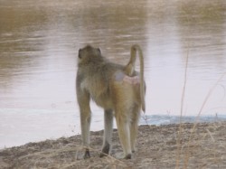 baboons