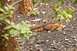 Iguana