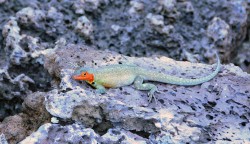 Lava lizards