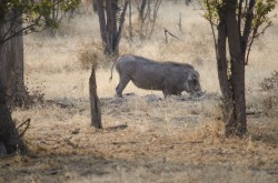 Warthogs