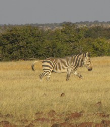 Zebra